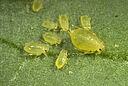 Green peach aphid Myzus persicae subsp. persicae