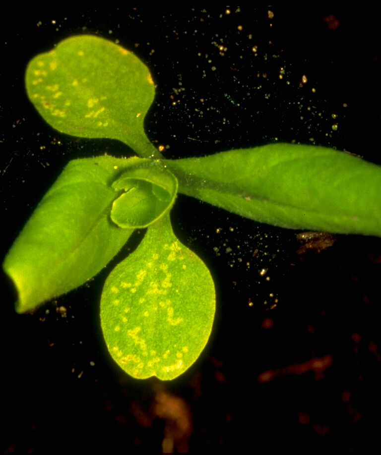 Damage caused by Serpentine leafminer Liriomyza huidobrensis