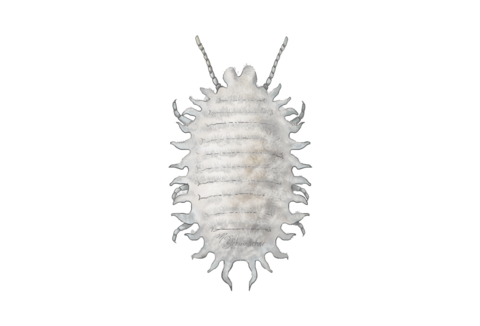 Unlu bit ve kabuklu bitler (koşniller)