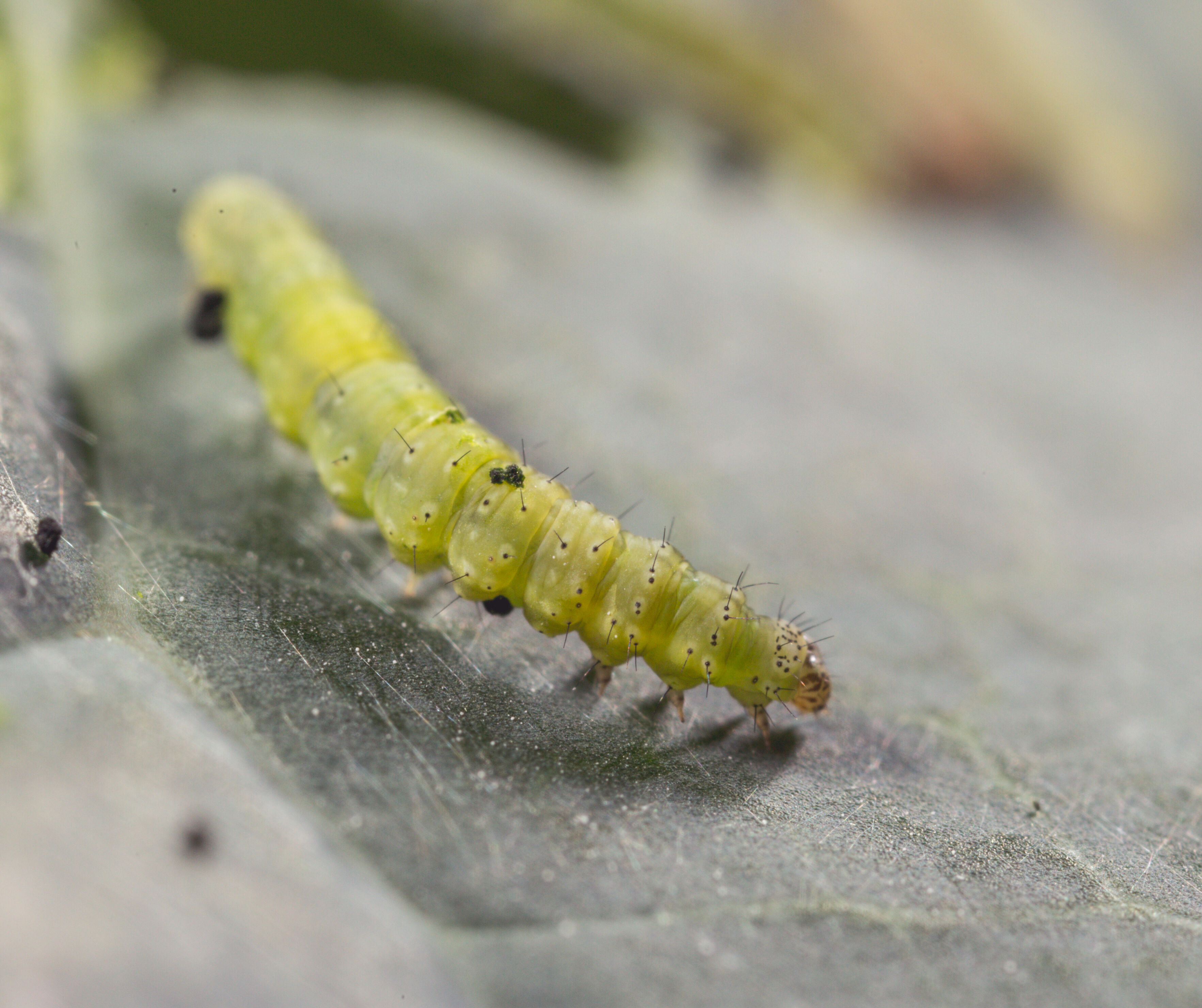 BM Broşürü - Faydalı Zararlı Matrisi