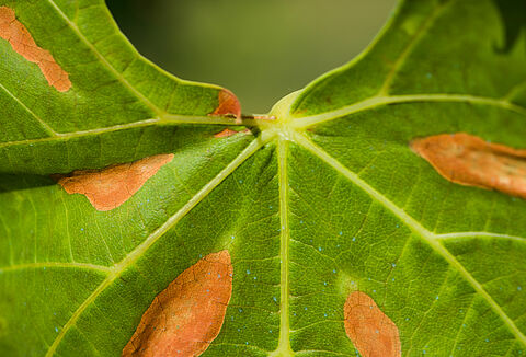 Asmada bakteriyel yanıklık hastalığı