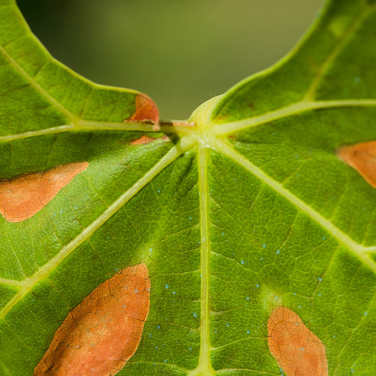 Grape leaf with damage of Pierce's disease of grapevine Xylella fastidiosa