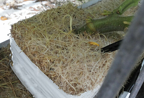 Saçak köklülük, kök uru