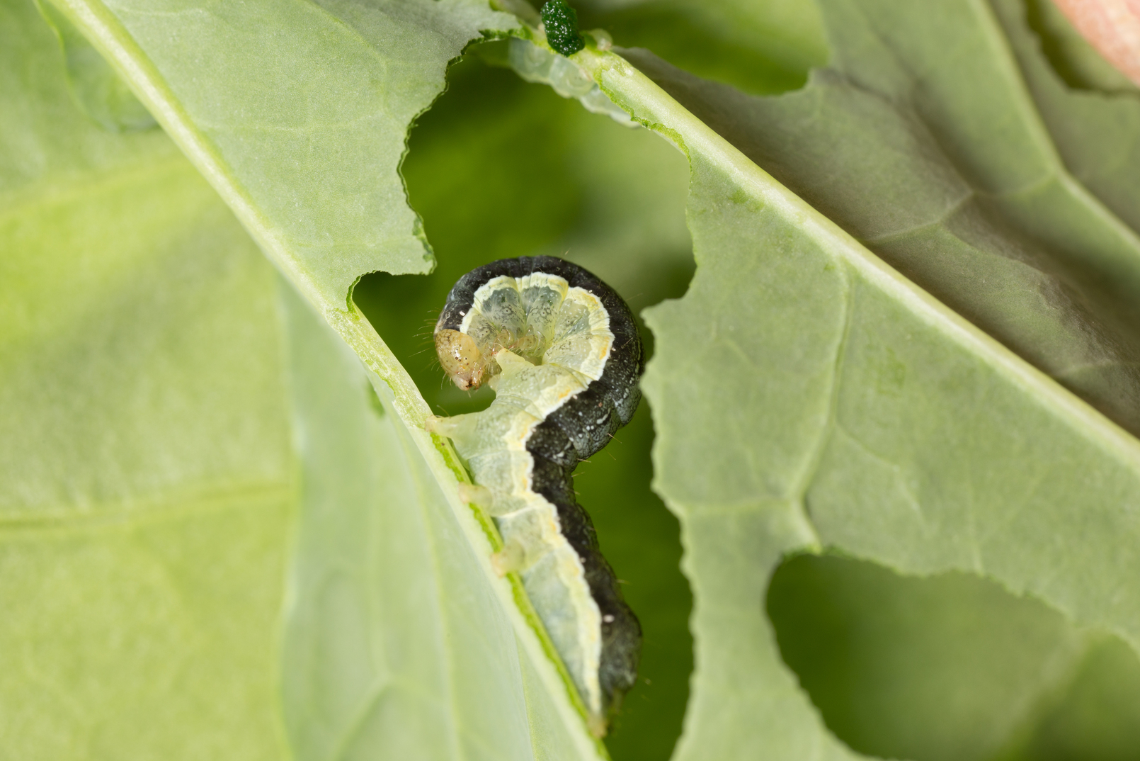 Cabbage moth Mamestra brassicae Larva