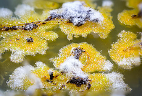 Panoramix’in Trichoderması ile bitkilerinize kalkan olun!