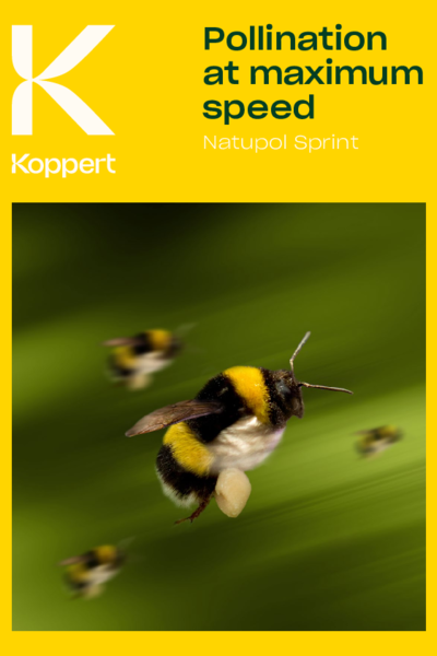 Natupol Sprint Broşürü