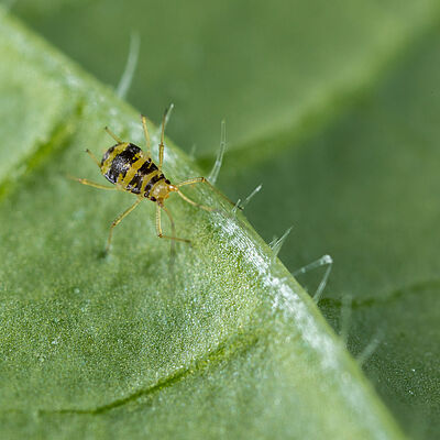 Crescent-marked lily aphid Aulacorthum circumflexum on leaf