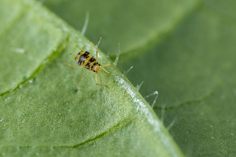 Crescent-marked lily aphid Aulacorthum circumflexum on leaf