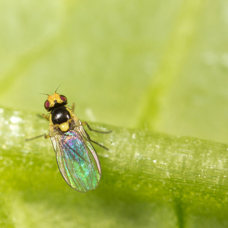 Adult form of the Tomato leaf miner Liriomyza bryoniae