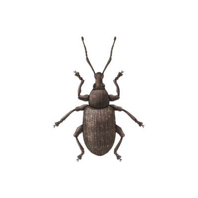 Vine weevil Otiorhynchus sulcatus adult