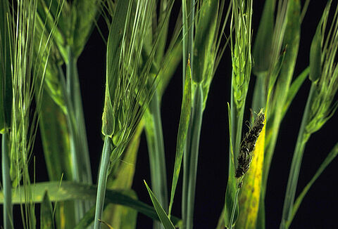 Arpa açık rastık hastalığı