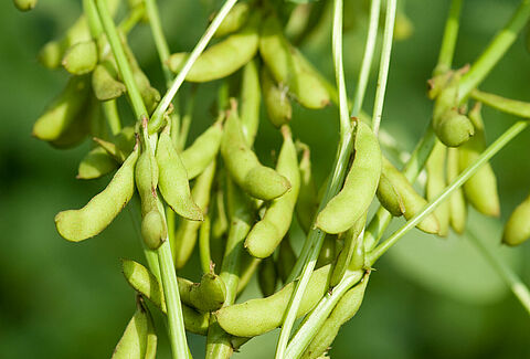 Soya