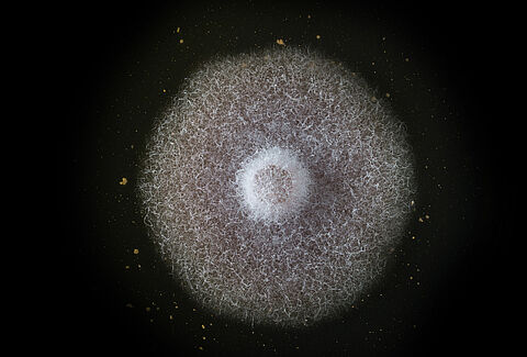 Fusarium spp.