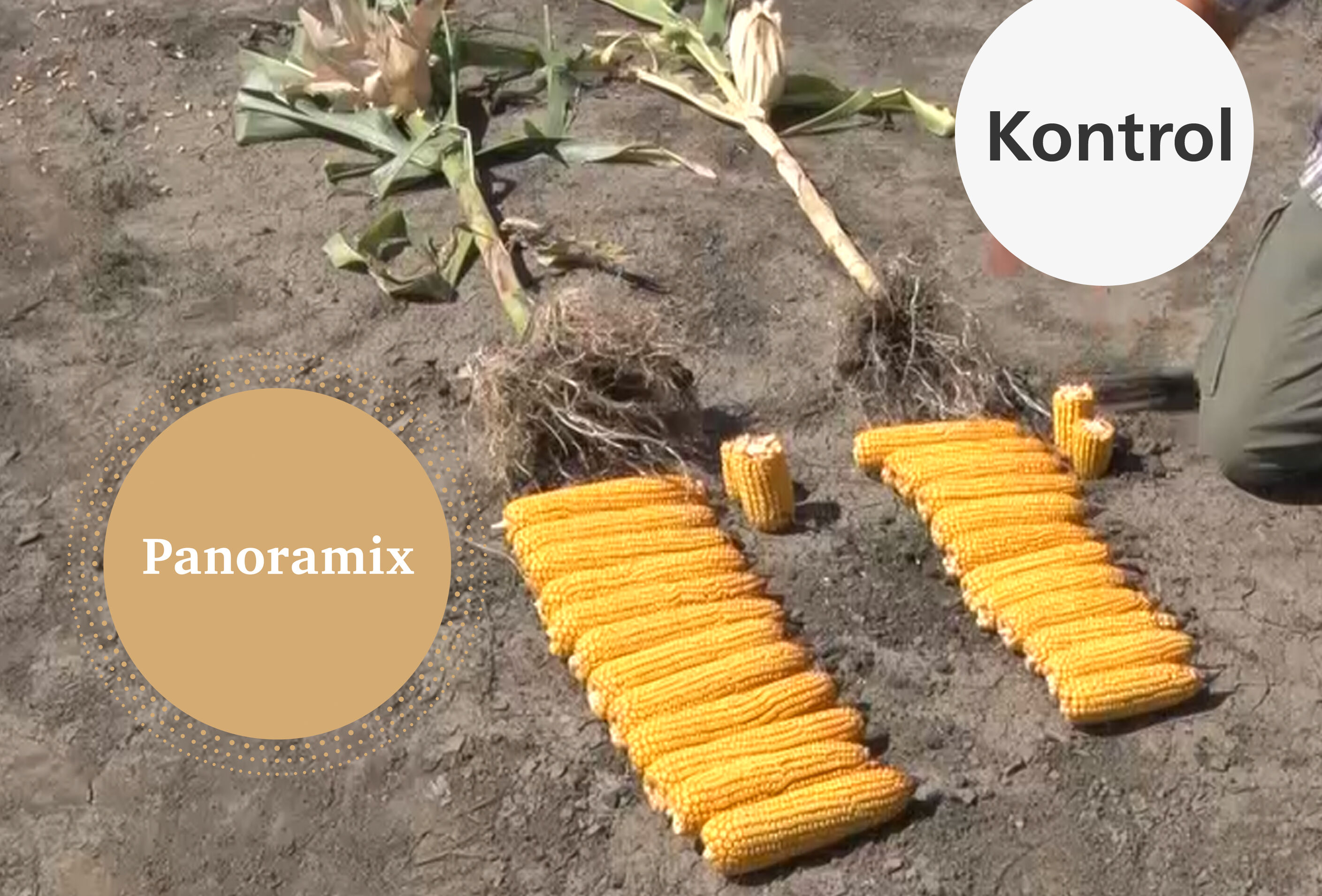 Mısırdan maksimum verim almak için Panoramix kullanın