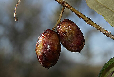 Zeytin sineği