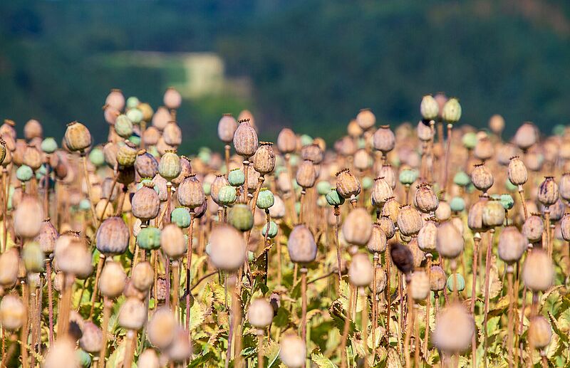 poppy-capsule-4363917.jpg