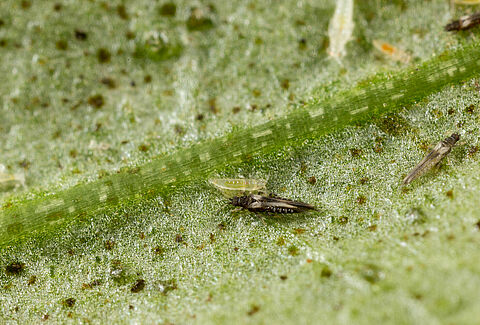 E. americanus
