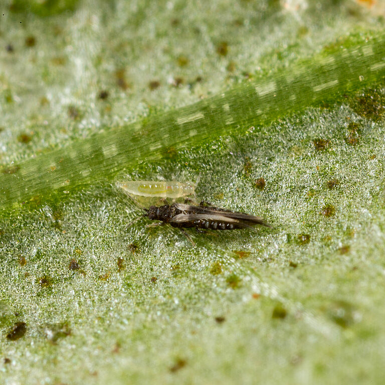 Impatiens thrips Echinothrips americanus on leaf