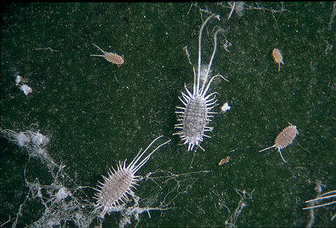 Uzun kuyruklu unlu bit