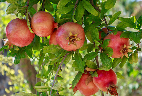 Nar