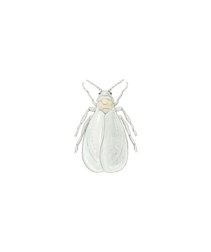 Greenhouse whitefly Trialeurodes vaporariorum Egg circle Illustration