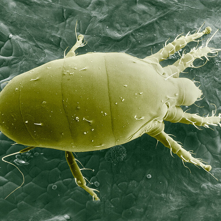 Microscopic picture of Broad mite Polyphagotarsonemus latus