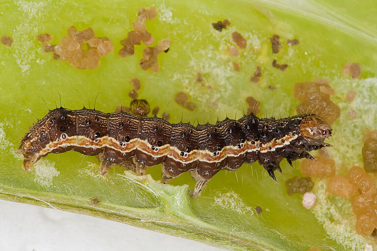 Larva of the Cotton bollworm Helicoverpa armigera