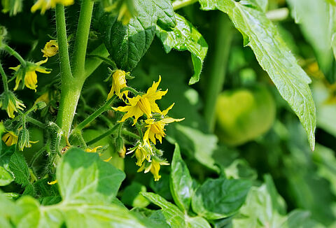 Kış dönemi çiçeklerinizi Pro-Vigor ile güçlendirin