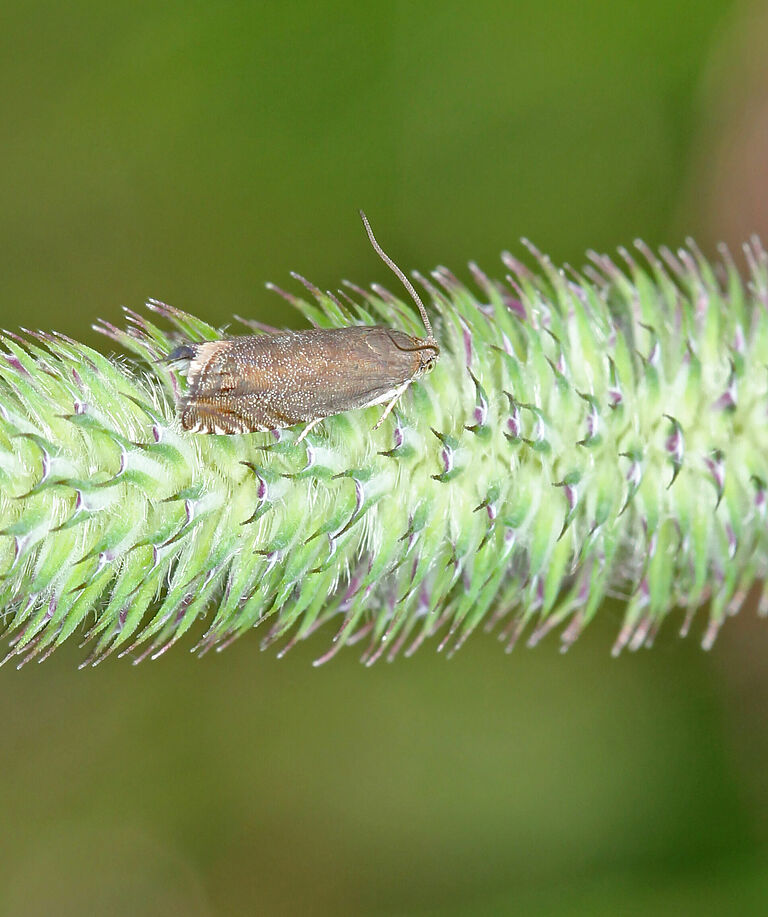 Pea moth Cydia nigricana on a plant