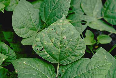 Çökerten Hastalığı