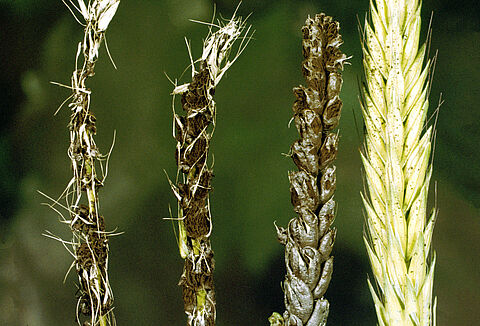 Buğday rastık hastalığı