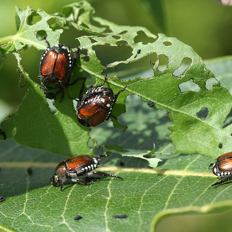 Japanese Beetles Popillia japonica eating from leaves
