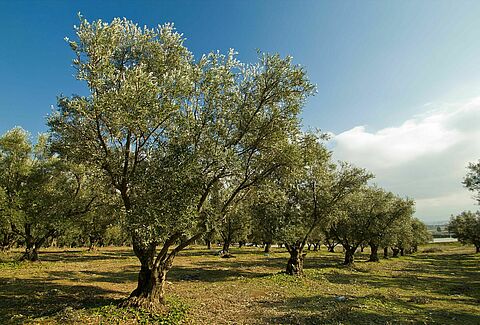 Zeytin ağacı