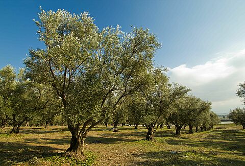 Zeytin ağacı