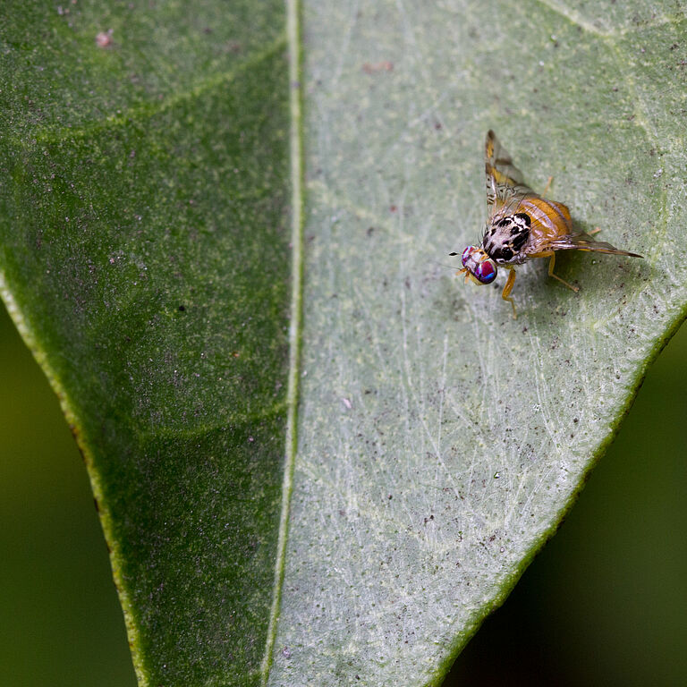Mediterranean fruit fly Ceratitis capitata adult on leaf