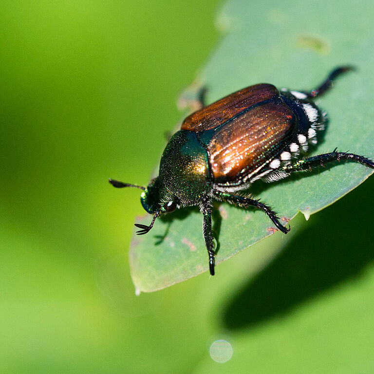 Japanese Beetle Popillia japonica Adult Beetle