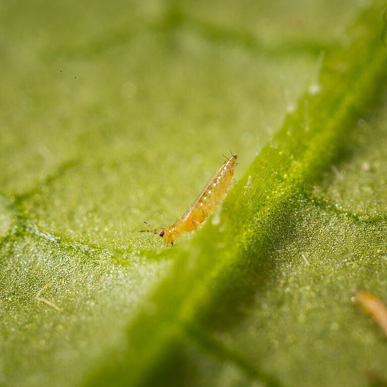 Western Flower Thrips Frankliniella occidentalis on a leaf