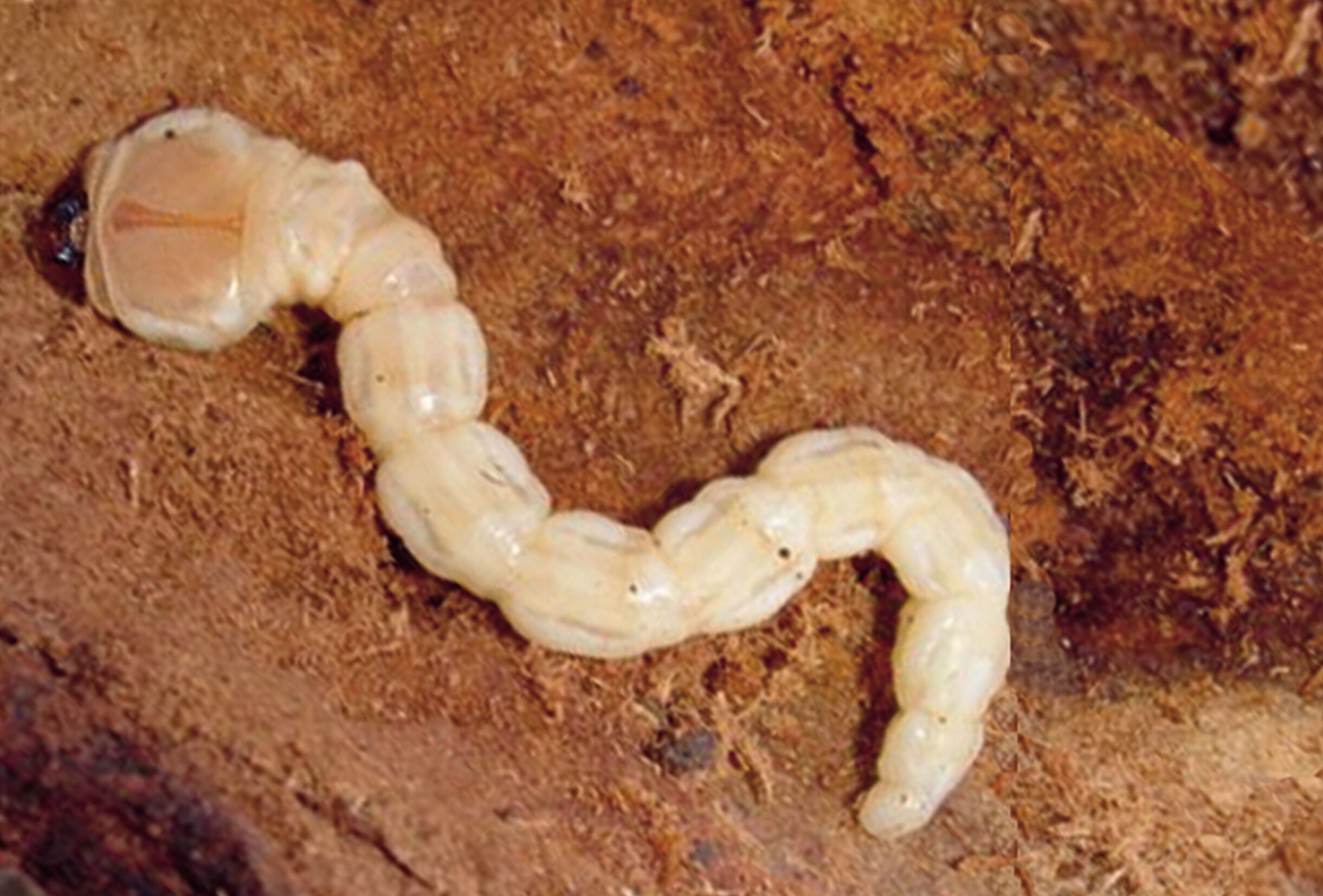 Capsanem ile Fidan Dip Kurdu (Capnodis spp.) mücadelesi