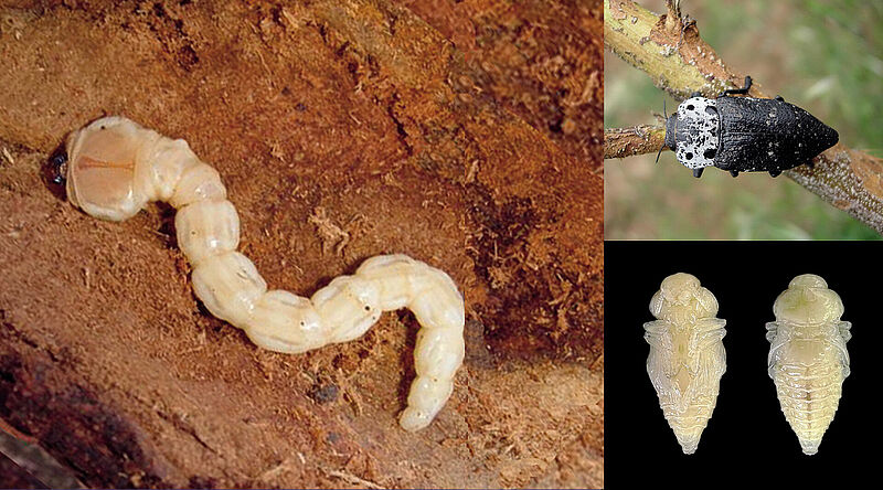 Capnodis_spp.jpg