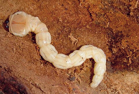 Capsanem ile Fidan Dip Kurdu (Capnodis spp.) mücadelesi