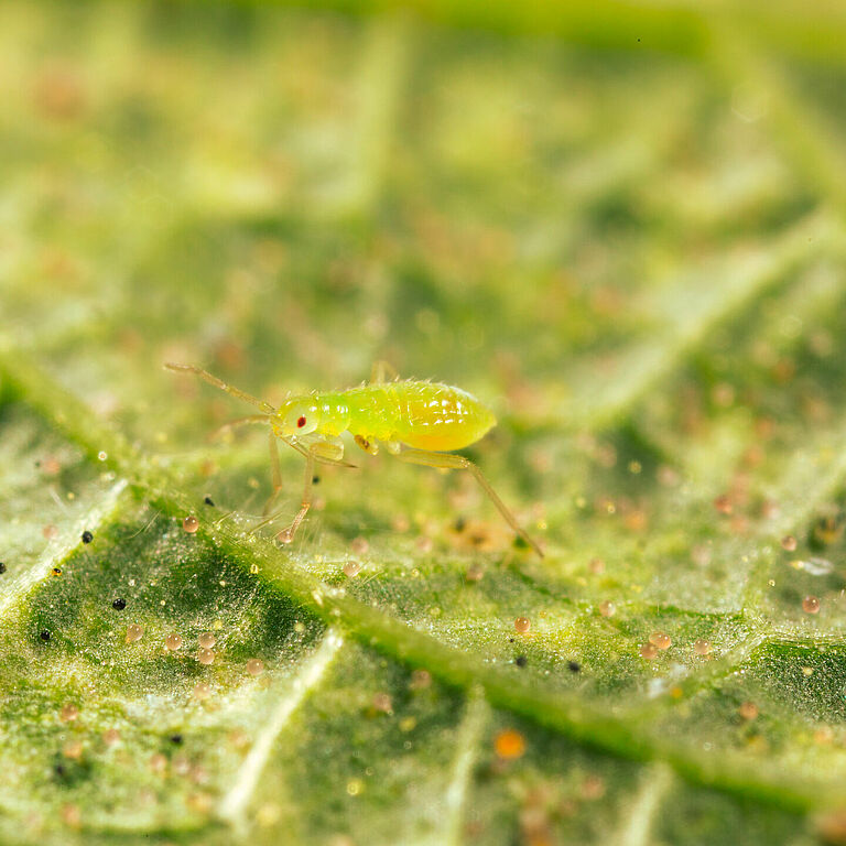 Macrolophus pygmaeus genç nimf