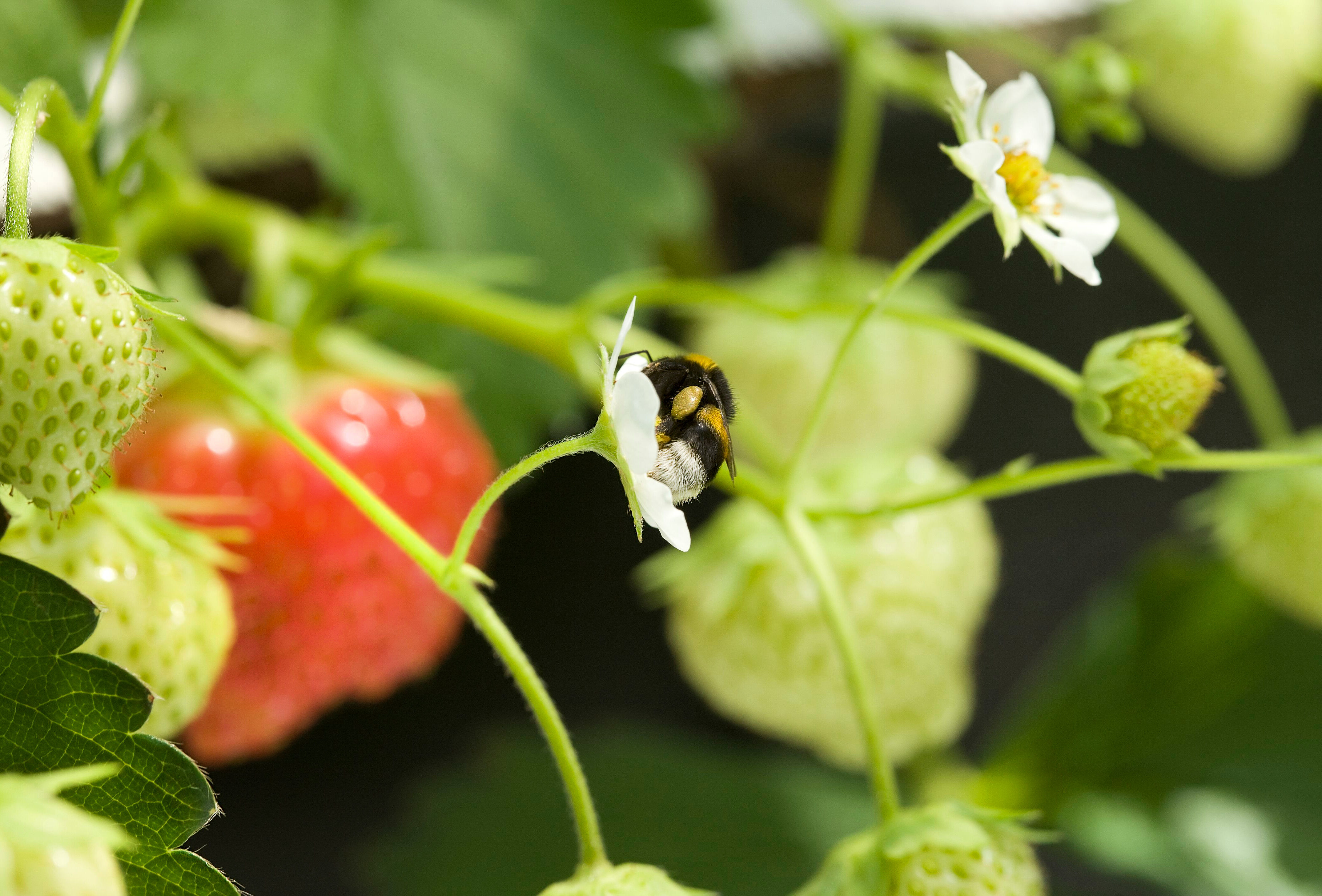 Bombus arısı sokmaları