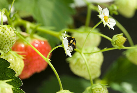 Bombus arısı sokmaları