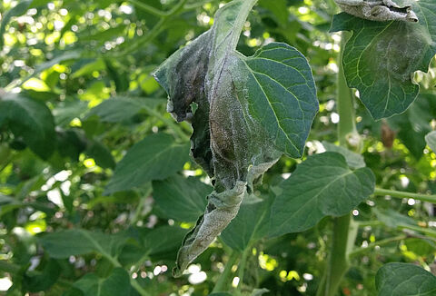 Kök boğazı yanıklığı