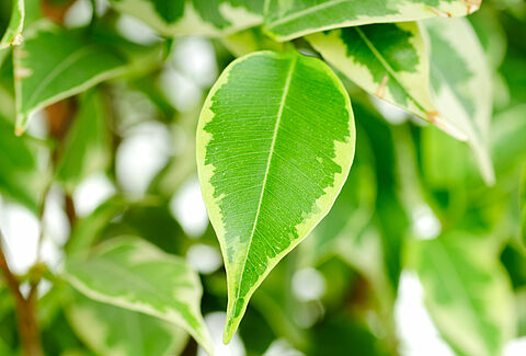 Yeşil saksı bitkileri