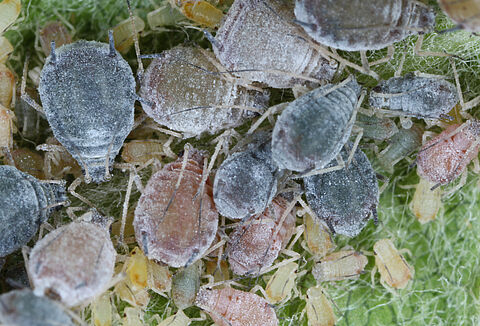 Elma gri yaprak biti