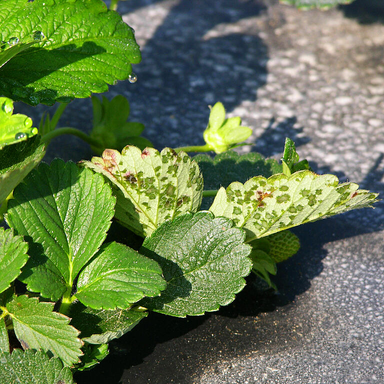 Angular leaf spot Xanthomonas fragariae
