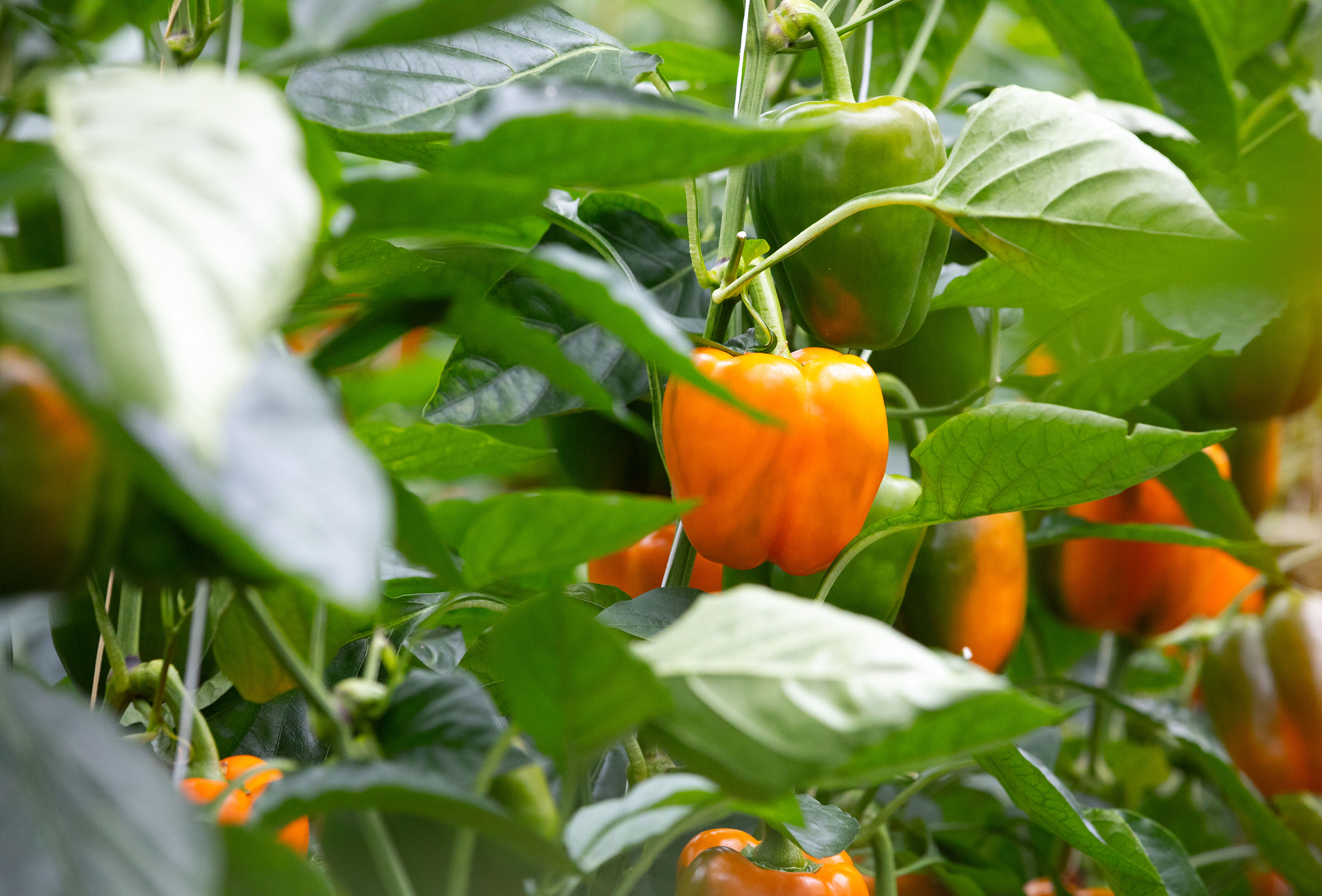 Natupol ile Biberde “Takoz” Problemine Çözüm