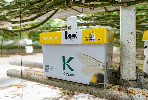 Bombus arıları soğukta nasıl korunur?