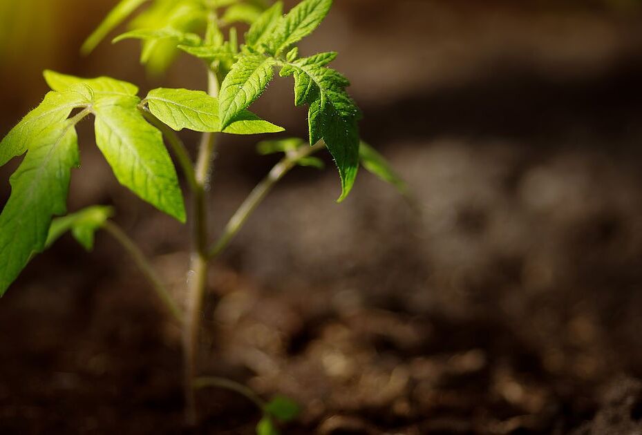 Panoramix ile bitkiniz soğuk stresine direnç kazansın.